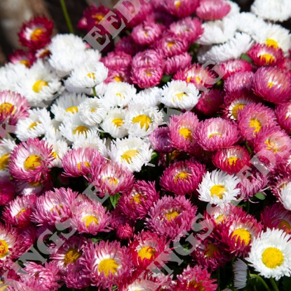 Picture of Bellis Perennis - Bam Bam Mixed F1